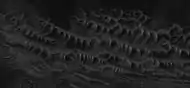 Close-up of complex, dark dunes in the previous image of the floor of Noctis Labyrinthus, as seen by HiRISE under HiWish program