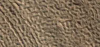 Brain terrain on crater floor, as seen by HiRISE under HiWish program