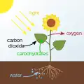 Photosynthetic habitable zone has the need parameters for photosynthesis in plants. The carbohydrates produced are stored in or used by the plant. Photosynthesis is foundation of food on Earth
