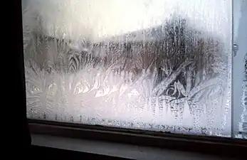 Fern frost on a window
