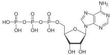 ATP in its protonated form is an anhydride derived from phosphoric acid.