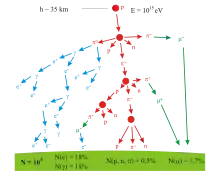 A branching tree representing the particle production