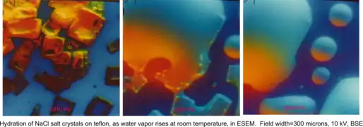 Hydration of NaCl crystals on Teflon, as water vapor pressure rises, at room temperature, in an ESEM by the use of two symmetrical plastic scintillating backscattered electron detectors. Field width 300 μm, 10 kV