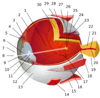 1:posterior segment 2:ora serrata 3:ciliary muscle 4:ciliary zonules 5:Schlemm's canal 6:pupil 7:anterior chamber 8:cornea 9:iris 10:lens cortex 11:lens nucleus 12:ciliary process 13:conjunctiva 14:inferior oblique muscule 15:inferior rectus muscule 16:medial rectus muscle 17:retinal arteries and veins 18:optic disc 19:dura mater 20:central retinal artery 21:central retinal vein 22:optic nerve 23:vorticose vein 24:bulbar sheath 25:macula 26:fovea 27:sclera 28:choroid 29:superior rectus muscle 30:retina