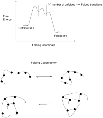Free energy diagram of the folding of a foldamer.