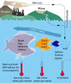 Mercury cycle