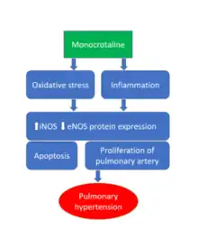 Monocrotaline: mechanism of action.