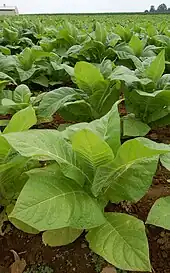 Tobacco plants, which produce nicotine
