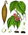 Physostigma venenosum "Calabar bean", source of physostigmine (coloured plate from Köhler's Medicinal Plants)