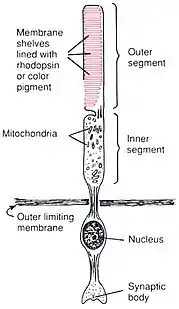 Anatomy of a Rod CellHuman Physiology and Mechanisms of Disease by Arthur C. Guyton (1992) .mw-parser-output cite.citation{font-style:inherit;word-wrap:break-word}.mw-parser-output .citation q{quotes:"\"""\"""'""'"}.mw-parser-output .citation:target{background-color:rgba(0,127,255,0.133)}.mw-parser-output .id-lock-free.id-lock-free a{background:url("//upload.wikimedia.org/wikipedia/commons/6/65/Lock-green.svg")right 0.1em center/9px no-repeat}body:not(.skin-timeless):not(.skin-minerva) .mw-parser-output .id-lock-free a{background-size:contain}.mw-parser-output .id-lock-limited.id-lock-limited a,.mw-parser-output .id-lock-registration.id-lock-registration a{background:url("//upload.wikimedia.org/wikipedia/commons/d/d6/Lock-gray-alt-2.svg")right 0.1em center/9px no-repeat}body:not(.skin-timeless):not(.skin-minerva) .mw-parser-output .id-lock-limited a,body:not(.skin-timeless):not(.skin-minerva) .mw-parser-output .id-lock-registration a{background-size:contain}.mw-parser-output .id-lock-subscription.id-lock-subscription a{background:url("//upload.wikimedia.org/wikipedia/commons/a/aa/Lock-red-alt-2.svg")right 0.1em center/9px no-repeat}body:not(.skin-timeless):not(.skin-minerva) .mw-parser-output .id-lock-subscription a{background-size:contain}.mw-parser-output .cs1-ws-icon a{background:url("//upload.wikimedia.org/wikipedia/commons/4/4c/Wikisource-logo.svg")right 0.1em center/12px no-repeat}body:not(.skin-timeless):not(.skin-minerva) .mw-parser-output .cs1-ws-icon a{background-size:contain}.mw-parser-output .cs1-code{color:inherit;background:inherit;border:none;padding:inherit}.mw-parser-output .cs1-hidden-error{display:none;color:#d33}.mw-parser-output .cs1-visible-error{color:#d33}.mw-parser-output .cs1-maint{display:none;color:#2C882D;margin-left:0.3em}.mw-parser-output .cs1-format{font-size:95%}.mw-parser-output .cs1-kern-left{padding-left:0.2em}.mw-parser-output .cs1-kern-right{padding-right:0.2em}.mw-parser-output .citation .mw-selflink{font-weight:inherit}html.skin-theme-clientpref-night .mw-parser-output .cs1-maint{color:#18911F}html.skin-theme-clientpref-night .mw-parser-output .cs1-visible-error,html.skin-theme-clientpref-night .mw-parser-output .cs1-hidden-error{color:#f8a397}@media(prefers-color-scheme:dark){html.skin-theme-clientpref-os .mw-parser-output .cs1-visible-error,html.skin-theme-clientpref-os .mw-parser-output .cs1-hidden-error{color:#f8a397}html.skin-theme-clientpref-os .mw-parser-output .cs1-maint{color:#18911F}}ISBN 0-7216-3299-8 p. 373