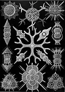 Haeckel's Spumellaria; the skeletons of these Radiolaria have foam-like forms.
