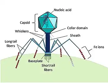 A myovirus typically has a regular icosahedral capsid (head) about 100 nanometers across.