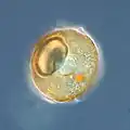 Arcella sp. test (Tubulinea)