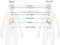 Female endocrine system