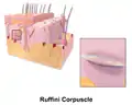 Illustration of Ruffini corpuscle