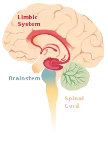 Alternative text, Limbic system of the brain