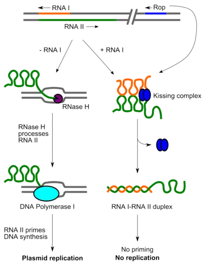 ColE1 replication control