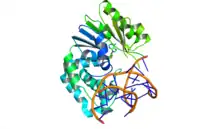 An X-ray crystal structure shows Escherichia coli Dam methylase bound to double stranded DNA and the inhibitor sinefungin.