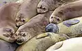 Elephant seals