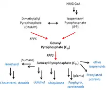 FPPS Biosynthetic Pathways