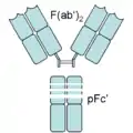 An antibody digested by pepsin yields two fragments: a F(ab')2 fragment and a pFc' fragment