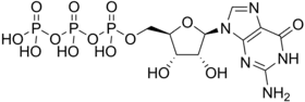 Skeletal formula of guanosine triphosphate