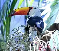 Toco toucan with partial leucism(Ramphastos toco)