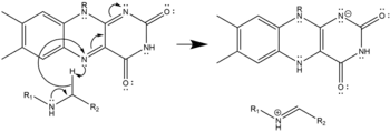 Hydride Transfer Mechanism of Polyamine Oxidation