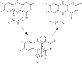 Nucleophilic Mechanism of Polyamine Oxidation