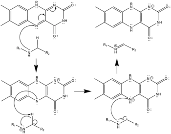 Radical Mechanism of Polyamine Oxidation