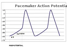 A plot of action potential (mV) vs time. The membrane potential is initially −60 mV, rise relatively slowly to the threshold potential of −40 mV, and then quickly spikes at a potential of +10 mV, after which it rapidly returns to the starting −60 mV potential. The cycle is then repeated.