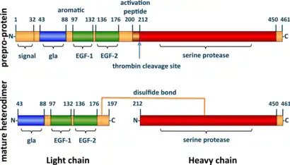 A tube diagram representing the linear amino acid sequence of the preproprotein C (461 amino acids long) and mature heterodimer (light + heavy chains) highlighting the locations of the signal (1-32), gla (43-88), EGF-1 (97-132), EGF-2 (136–176), activation peptide (200–211), and serine protease (212–450) domains. The light (43-197) and heavy (212–461) chains of the heterodimer are joined by a line representing a disulfide bond between cysteine residues 183 and 319.