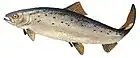 Wild-type Atlantic salmon (Salmo salar).