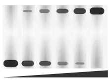 Schematic of an EMSA showing a gel shift in response to more protein