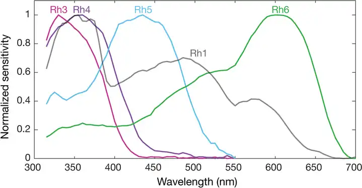 Normalized mean spectral sensitivity curves of Drosophila melanogaster opsins Rh1, Rh3, Rh4, Rh5, and Rh6 measured in their native photoreceptor cells in red eye flies with screening pigment. Each spectral curve is the average from six flies.