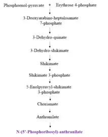 Fig. 2: Upstream* Pathway of Tryptophan Synthesis