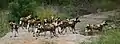 African wild dogs