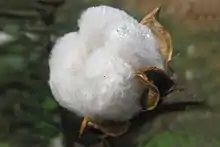 cotton balls ready to be picked