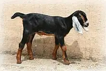A baby goat walking by a wall