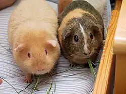 guinea pig